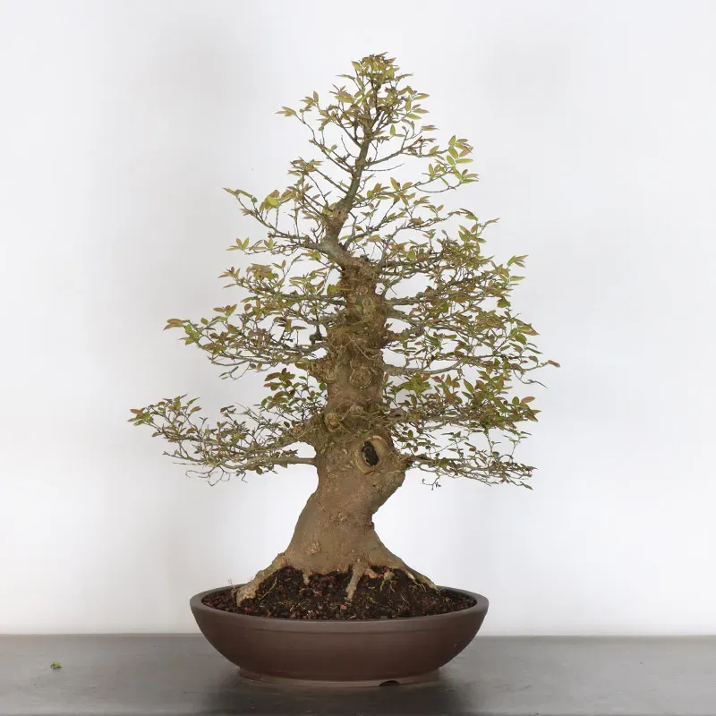 HACKBERRY "CELTIS AUSTRALIS" 2-4