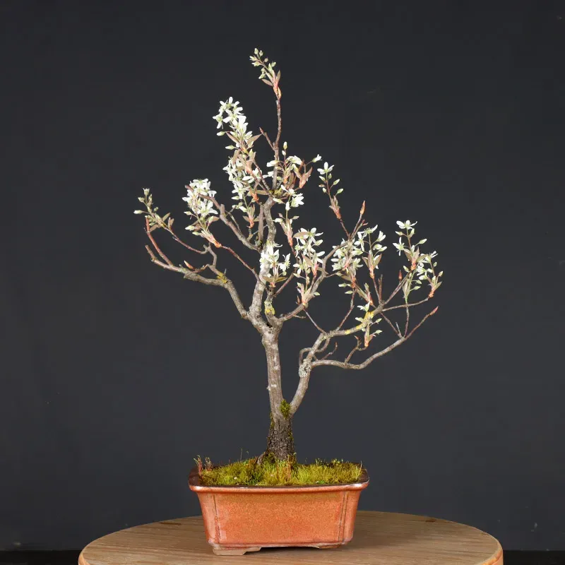 image supplémentaire - BONSAI SERVICEBERRY 1-10