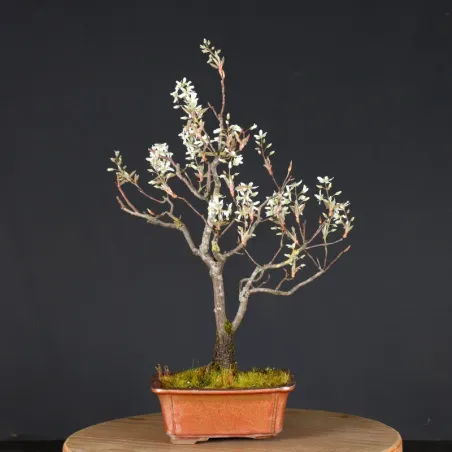 image supplémentaire - BONSAI SERVICEBERRY 1-10