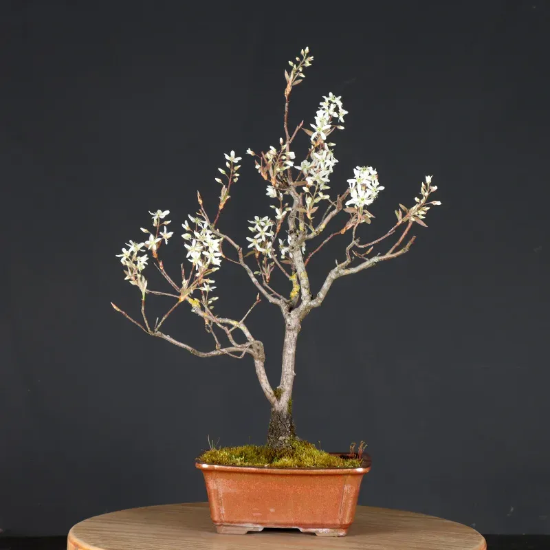 Bonsai Amélanchier AM-1-10