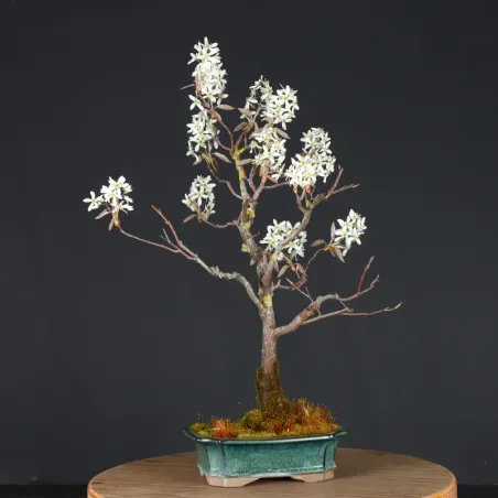 image supplémentaire - BONSAI AMÉLANCHIER 1-11