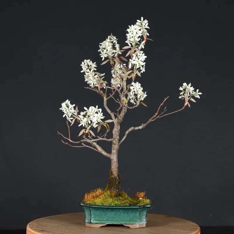 BONSAI SERVICEBERRY 1-11