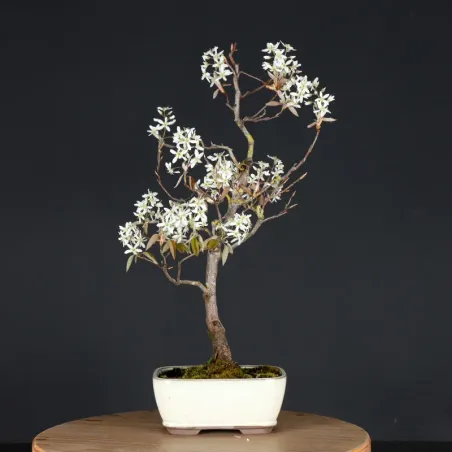 BONSAI AMÉLANCHIER 1-13