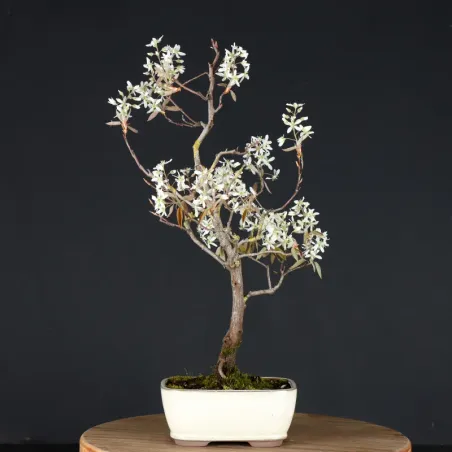 image supplémentaire - BONSAI AMÉLANCHIER 1-13