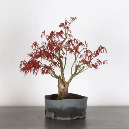 Bonsai Erable Atropurpureum AA-1-12