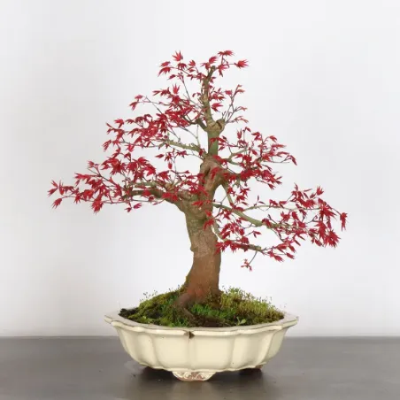 image supplémentaire - ÉRABLE ROUGE DU JAPON "ACER...