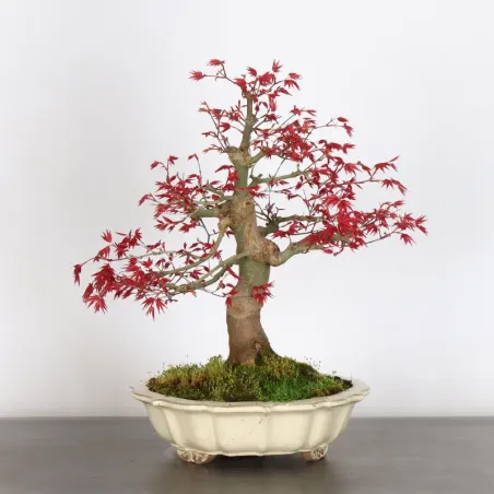 ÉRABLE ROUGE DU JAPON "ACER DESHOJO" (pot ébréché fissuré) 1-12