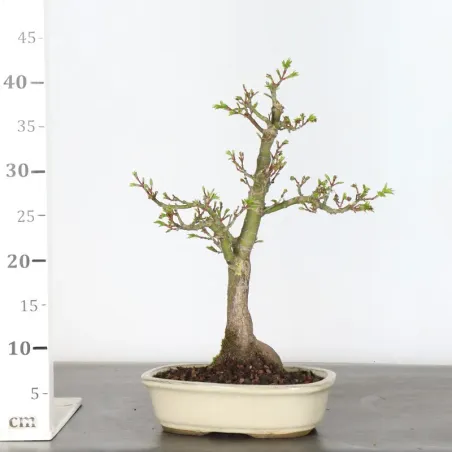 image supplémentaire - Japanese maple "ACER...