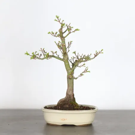 Japanese maple "ACER SHISHIGASHIRA" 1-14