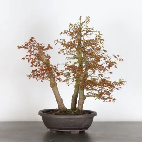 Japanese maple forest "Acer palmatum" 2-1