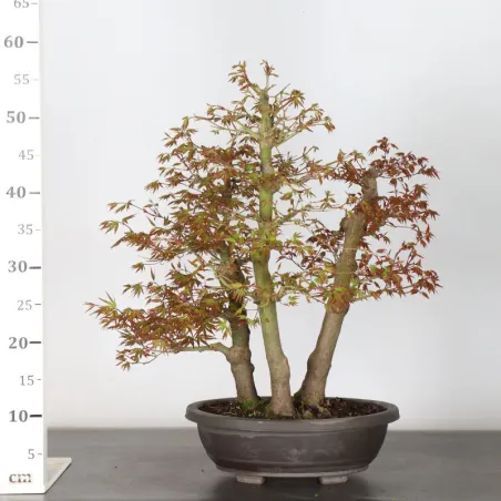 image supplémentaire - Forêt erable du japon "acer...