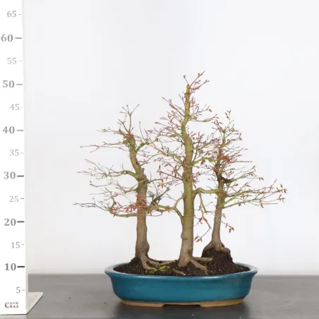 image supplémentaire - Japanese maple forest "acer...