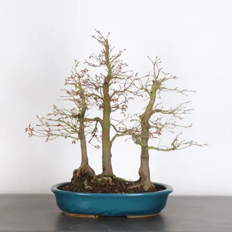 Japanese maple forest "acer palmatum" 3-13