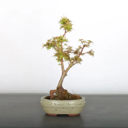 ÉRABLE DU JAPON "ACER PALMATUM KOTO HIMÉ" 1-1