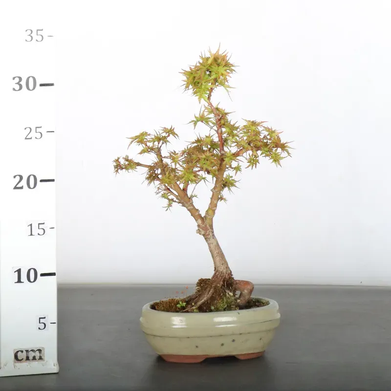 image supplémentaire - BONSAI ACER PALMATUM KOTO...