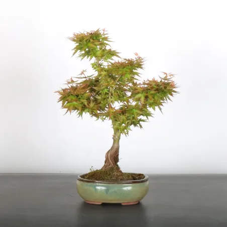 ÉRABLE DU JAPON "ACER PALMATUM KOTO HIMÉ" 1-2