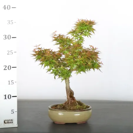 image supplémentaire - BONSAI ACER PALMATUM KOTO...