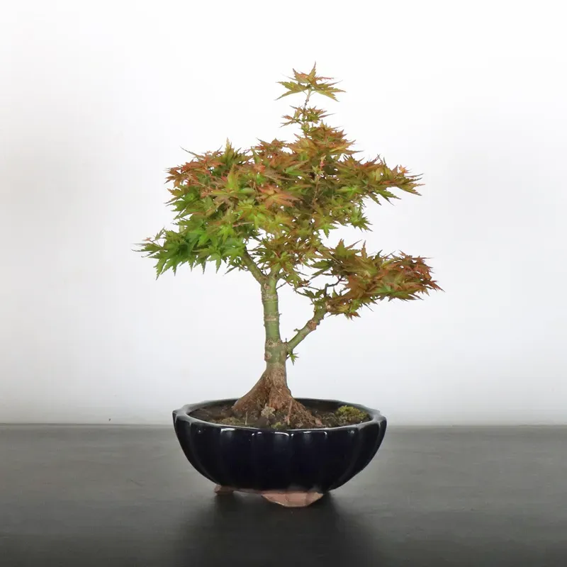 ÉRABLE DU JAPON "ACER PALMATUM KOTO HIMÉ" 1-3