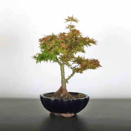 BONSAI ACER PALMATUM KOTO HIMÉ 1-3