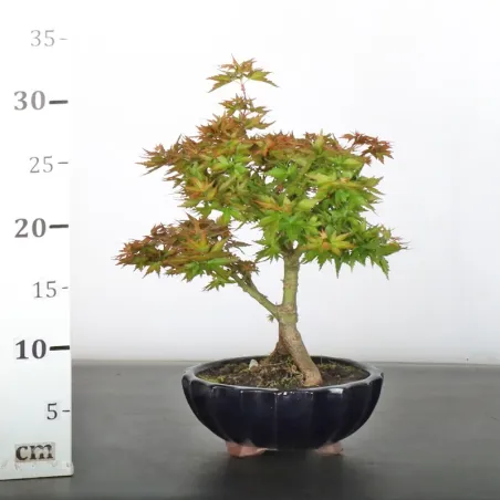 image supplémentaire - BONSAI ACER PALMATUM KOTO...