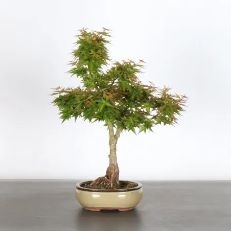 ÉRABLE DU JAPON "ACER PALMATUM KOTO HIMÉ" 1-4