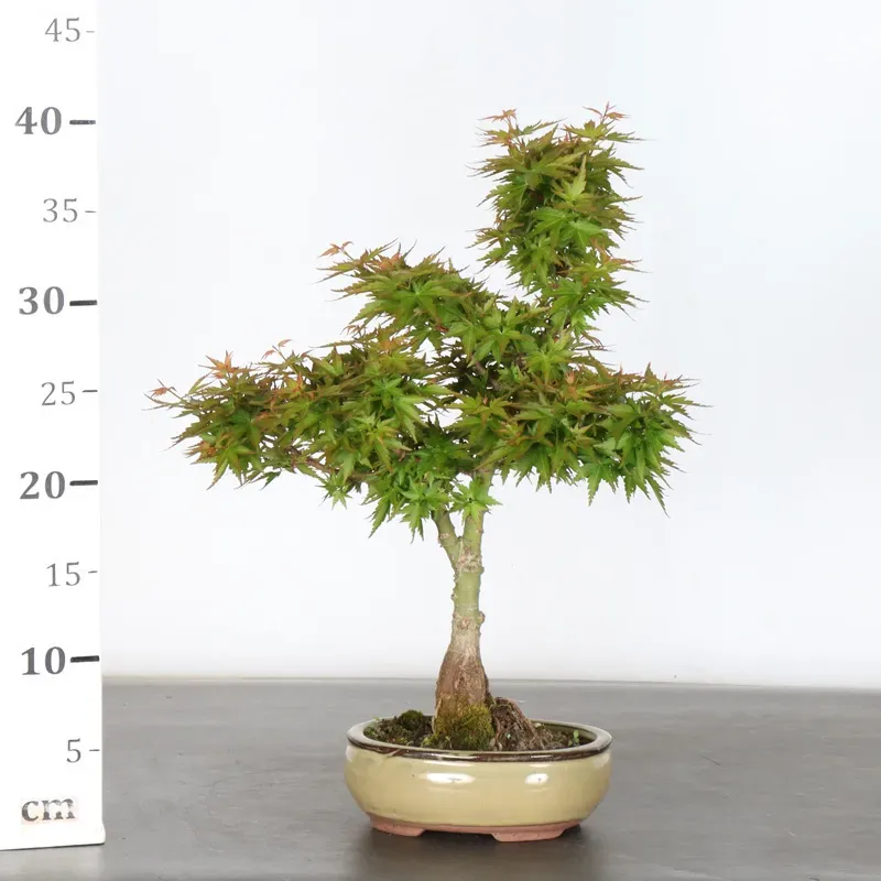 image supplémentaire - ÉRABLE DU JAPON "ACER...