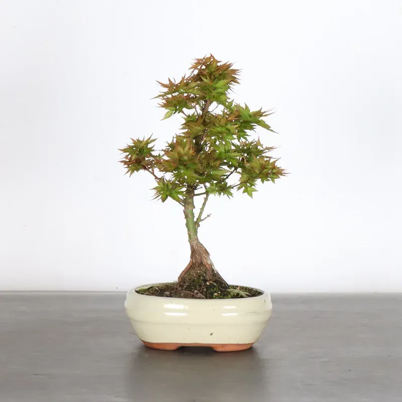 ÉRABLE DU JAPON "ACER PALMATUM KOTO HIMÉ" 1-5