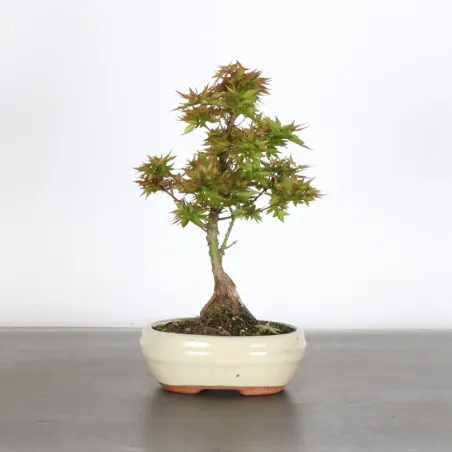 ÉRABLE DU JAPON "ACER PALMATUM KOTO HIMÉ" 1-5