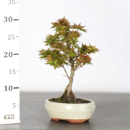 image supplémentaire - ÉRABLE DU JAPON "ACER...