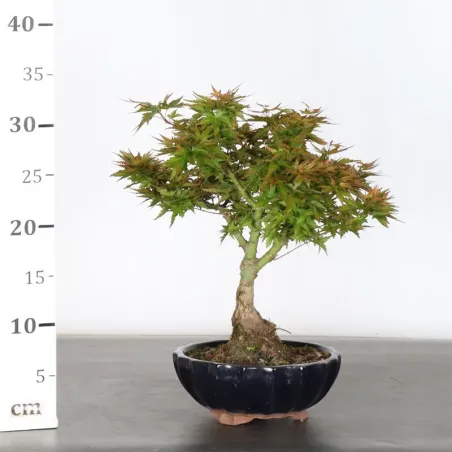 image supplémentaire - ÉRABLE DU JAPON "ACER...