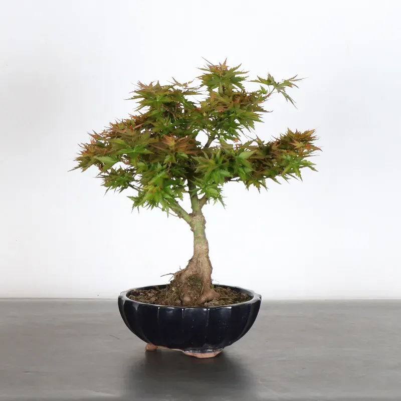 ÉRABLE DU JAPON "ACER PALMATUM KOTO HIMÉ" 1-6