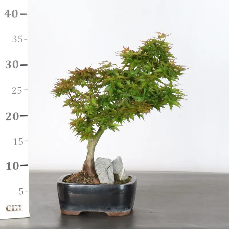 image supplémentaire - JAPANESE MAPLE "ACER...