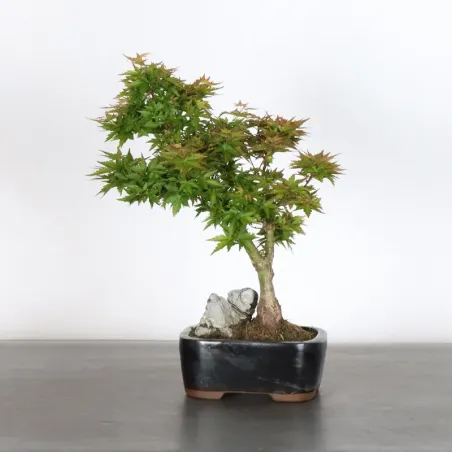 JAPANESE MAPLE "ACER PALMATUM KOTO HIME" 1-7