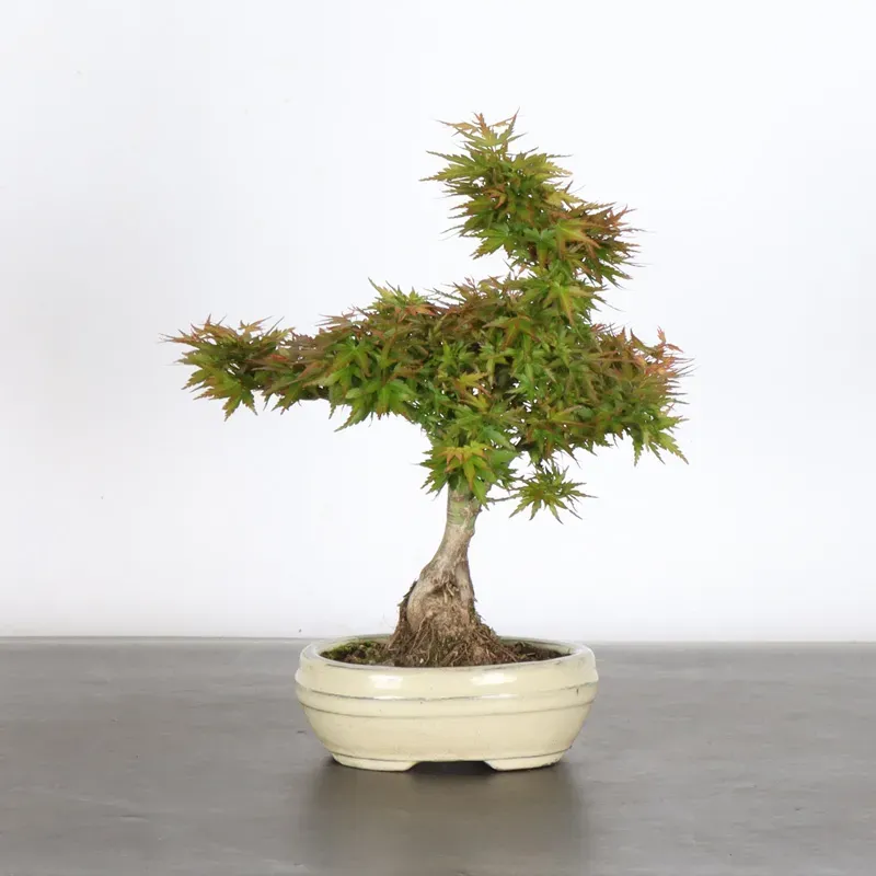 BONSAI ACER PALMATUM KOTO HIMÉ 1-8