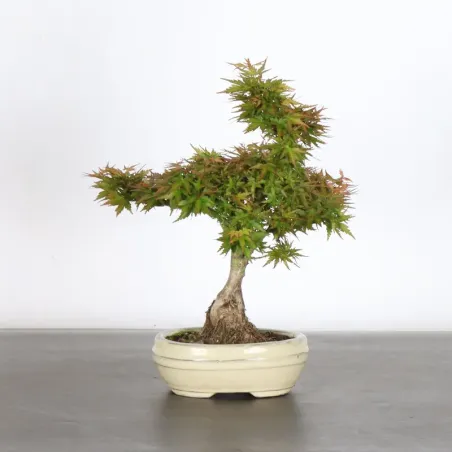 BONSAI ACER PALMATUM KOTO HIMÉ 1-8