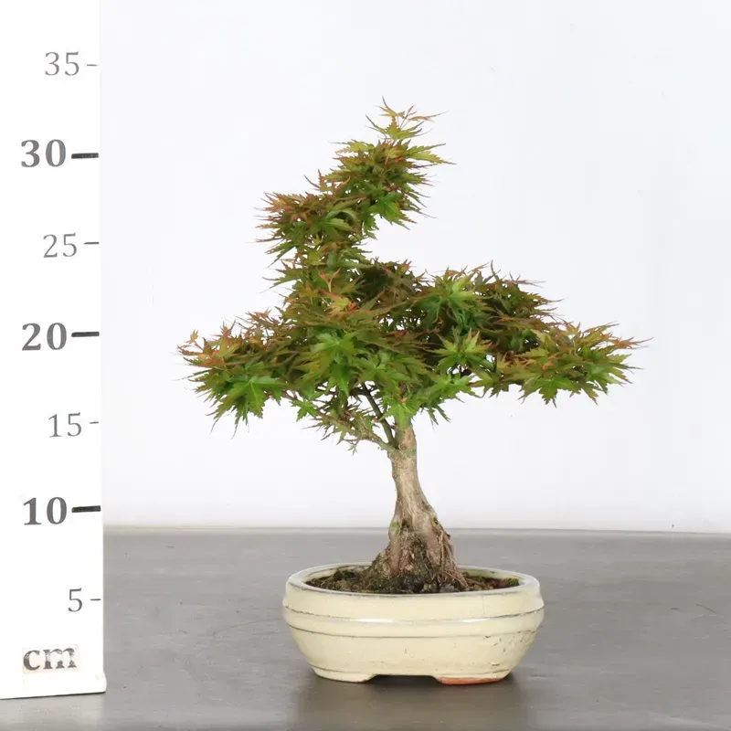 image supplémentaire - BONSAI ACER PALMATUM KOTO...