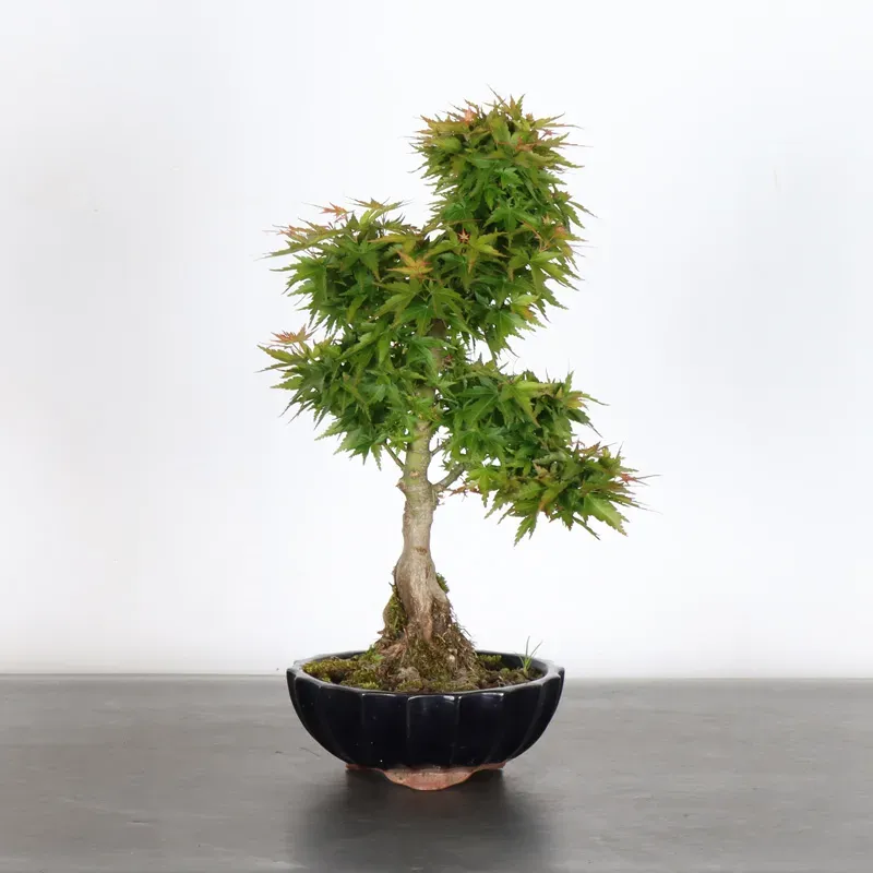 image supplémentaire - ÉRABLE DU JAPON "ACER...