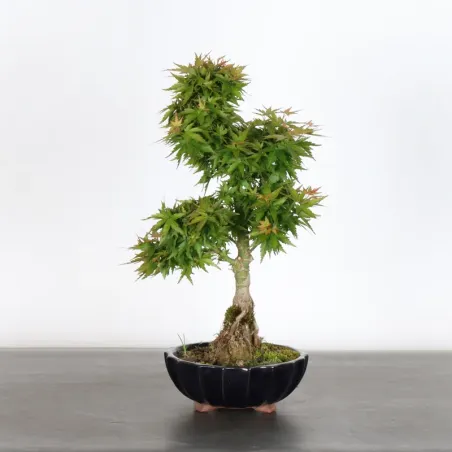 JAPANESE MAPLE "ACER PALMATUM KOTO HIME" 1-9