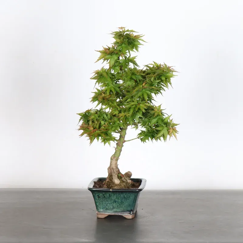 ÉRABLE DU JAPON "ACER PALMATUM KOTO HIMÉ" 1-10