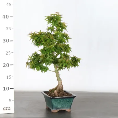 image supplémentaire - ÉRABLE DU JAPON "ACER...