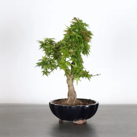 ÉRABLE DU JAPON "ACER PALMATUM KOTO HIMÉ" 1-11
