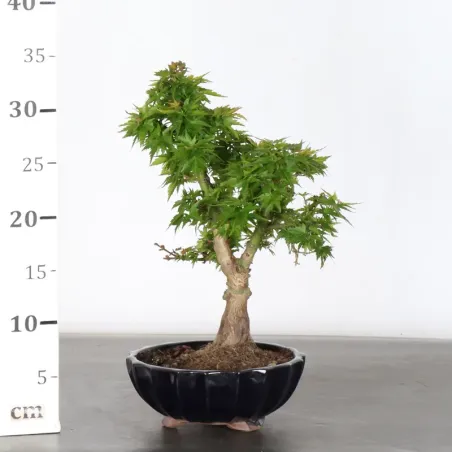 image supplémentaire - JAPANESE MAPLE "ACER...