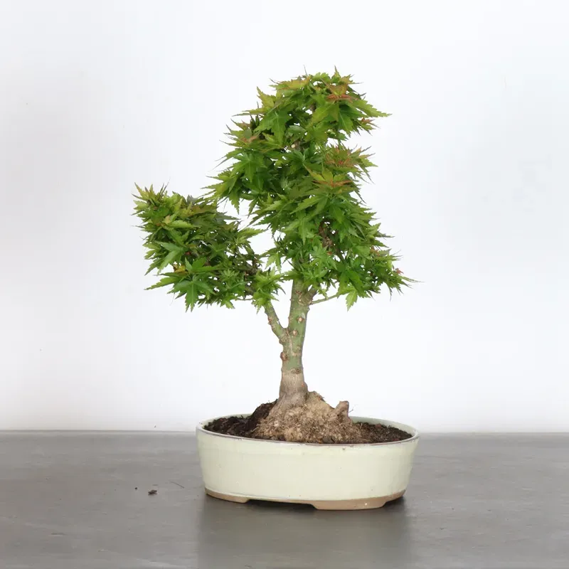 ÉRABLE DU JAPON "ACER PALMATUM KOTO HIMÉ" 1-12