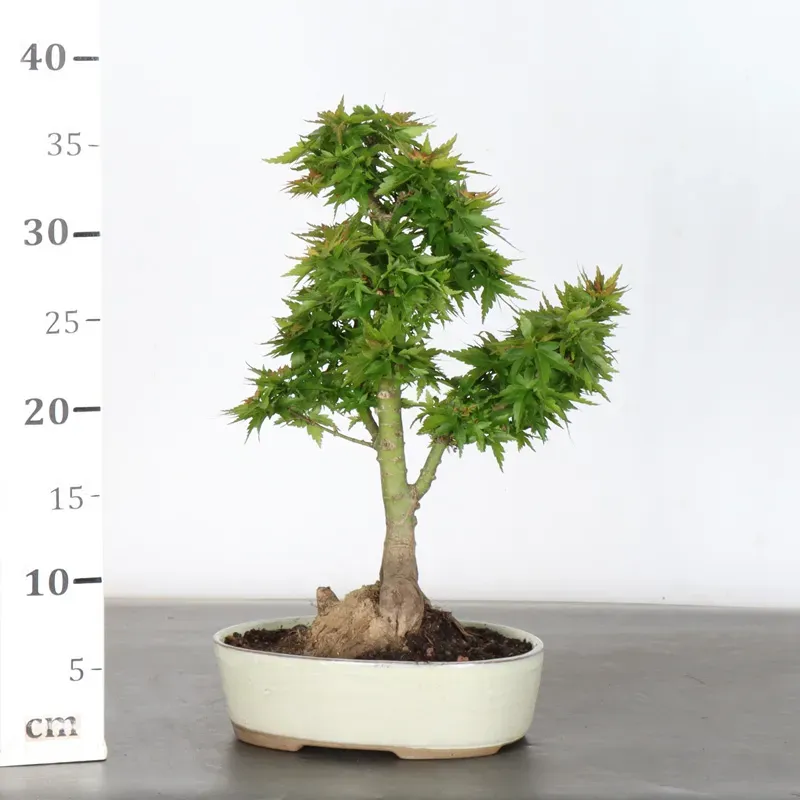 image supplémentaire - ÉRABLE DU JAPON "ACER...