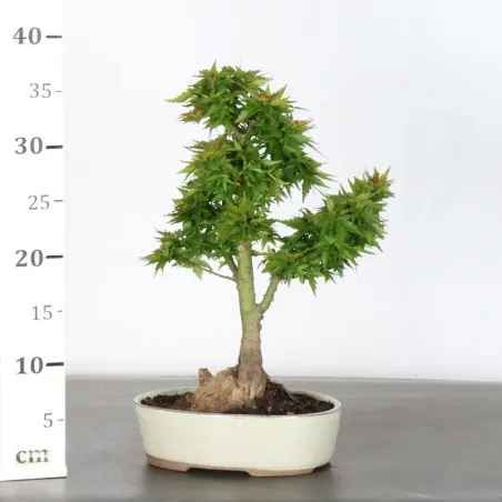 image supplémentaire - JAPANESE MAPLE "ACER...
