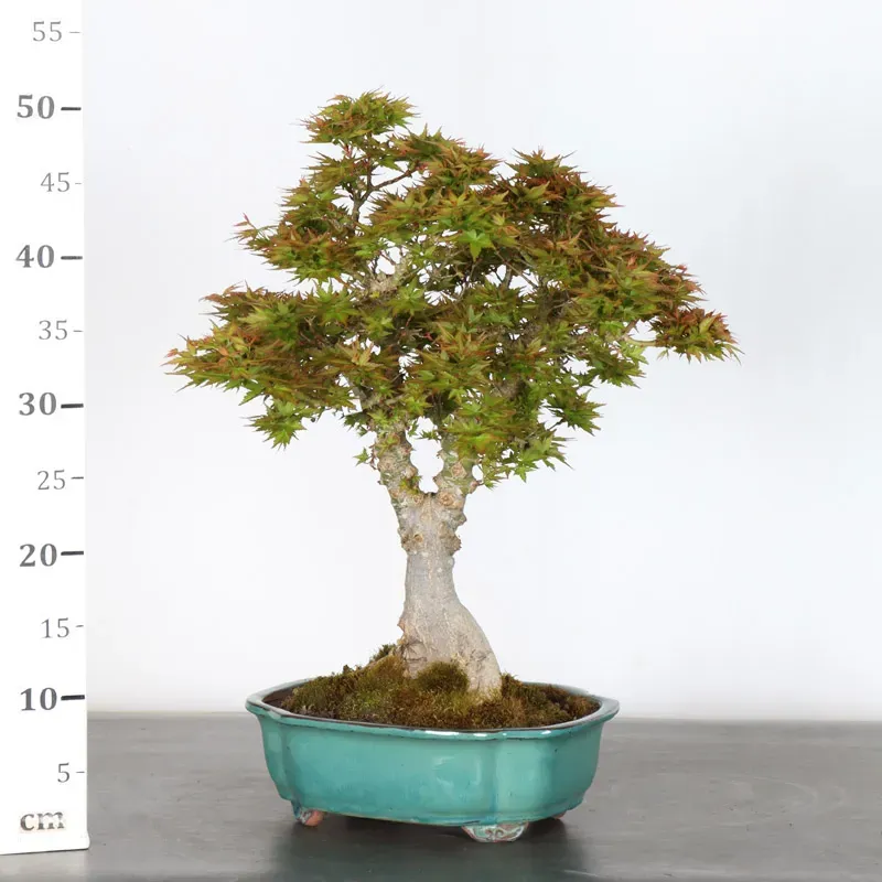 image supplémentaire - JAPANESE MAPLE "ACER...