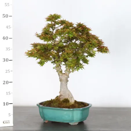 image supplémentaire - JAPANESE MAPLE "ACER...