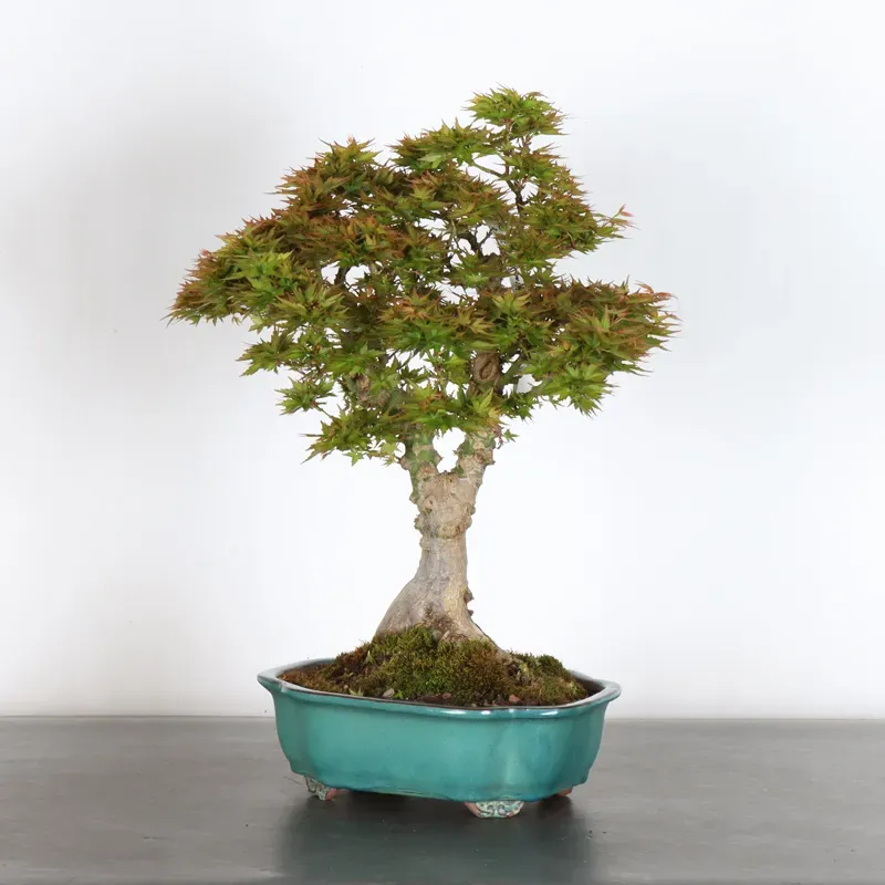 JAPANESE MAPLE "ACER PALMATUM KOTO HIME" 2-2