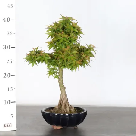 image supplémentaire - ÉRABLE DU JAPON "ACER...