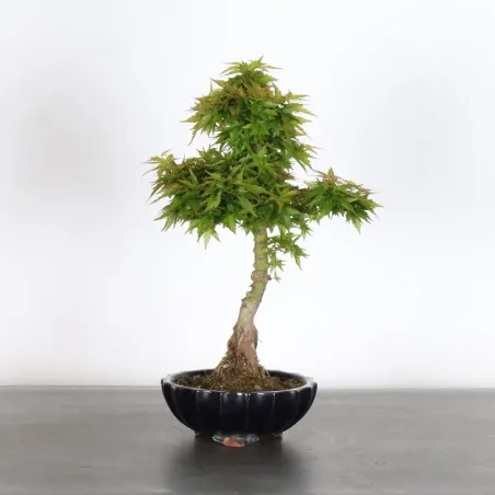 JAPANESE MAPLE "ACER PALMATUM KOTO HIME" 2-4